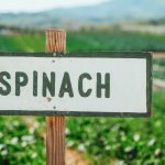 wooden-signage-with-a-word-spinach